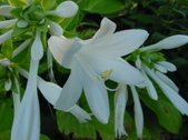 Enlarge photo 36