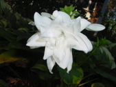 Enlarge photo 74
