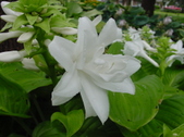 Enlarge photo 50