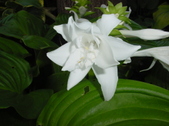 Enlarge photo 59