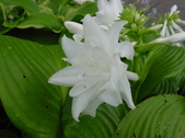 Enlarge photo 51
