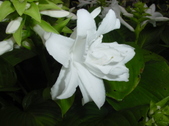 Enlarge photo 52