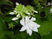 Enlarge photo 54