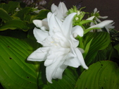 Enlarge photo 55