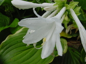 Enlarge photo 65