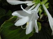 Enlarge photo 66