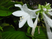 Enlarge photo 37