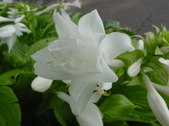 Enlarge photo 56