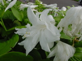 Enlarge photo 63