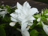 Enlarge photo 57