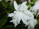 Enlarge photo 64