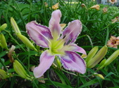 Enlarge photo 187