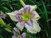 Enlarge photo 204