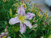 Enlarge photo 173