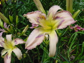 Enlarge photo 153