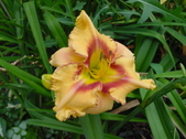 Enlarge photo 252