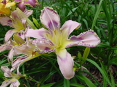 Enlarge photo 142