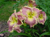 Enlarge photo 245