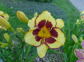 Enlarge photo 172