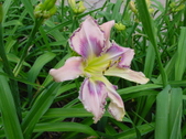 Enlarge photo 46