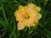 Enlarge photo 97