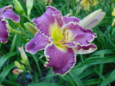 Enlarge photo 176