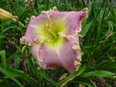 Enlarge photo 247