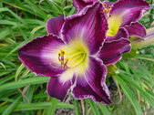 Enlarge photo 149