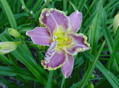 Enlarge photo 178