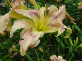 Enlarge photo 79