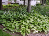 Enlarge photo 225