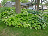 Enlarge photo 221