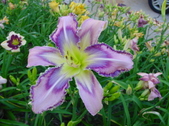 Enlarge photo 84