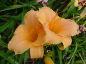 Enlarge photo 244