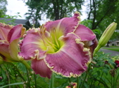 Enlarge photo 255