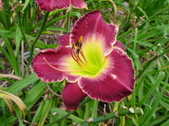 Enlarge photo 250