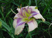 Enlarge photo 109