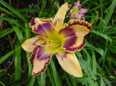 Enlarge photo 112