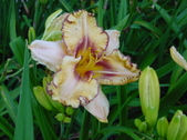 Enlarge photo 179