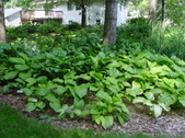 Enlarge photo 161