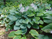 Enlarge photo 117