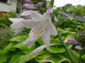 Enlarge photo 237