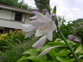 Enlarge photo 238