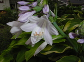 Enlarge photo 239