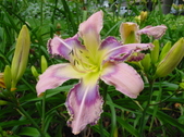 Enlarge photo 74