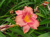 Enlarge photo 257