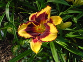 Enlarge photo 99