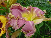 Enlarge photo 75