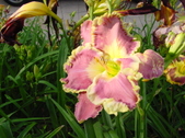 Enlarge photo 106