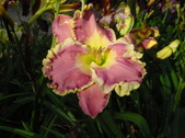 Enlarge photo 107